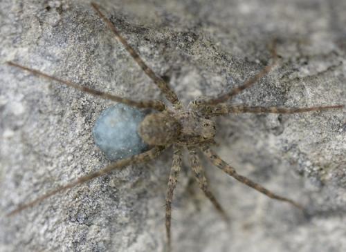 Pardosa morosa